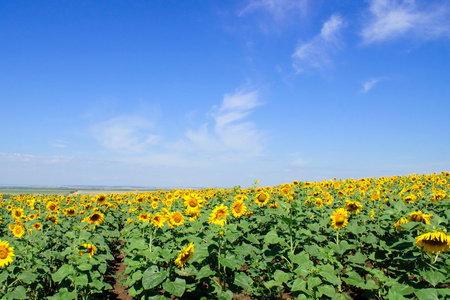 向日葵，葵花 sunflower的名词复数 