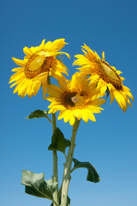 向日葵，葵花 sunflower的名词复数 