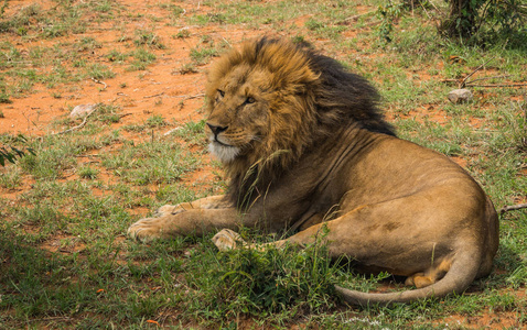 肯尼亚马赛马拉自然保护区的大雄狮