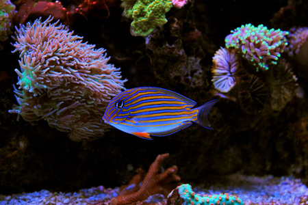 小丑汤Acanthurus Lineatus