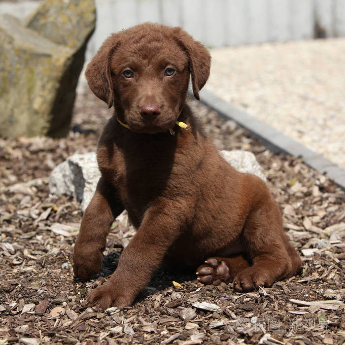 令人惊叹的切萨皮克湾猎犬小狗