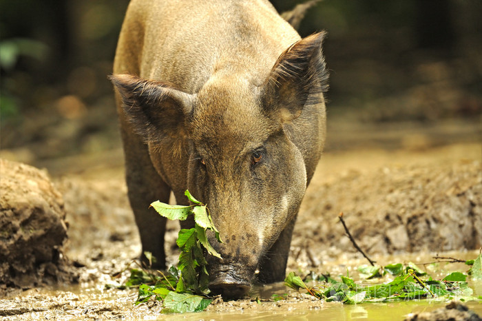 野生猪在自然栖息地