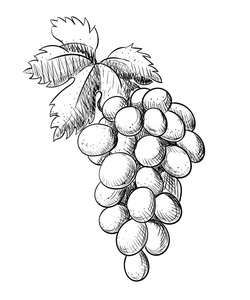 葡萄的茎简笔画图片