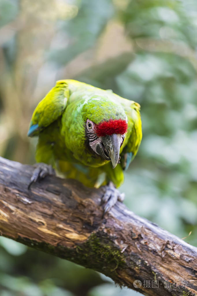 鹦鹉绿翅金刚鹦鹉