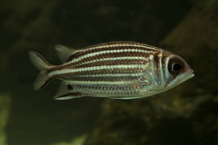 红毛松鼠鱼(马尾藻).照片