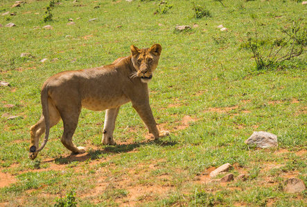 肯尼亚马赛马拉自然保护区的母狮猎人