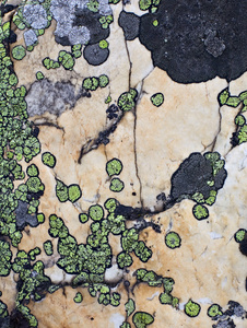苔藓覆盖的石头