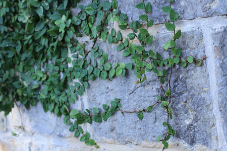砖墙与野生葡萄。老式砖墙与天然花香框架