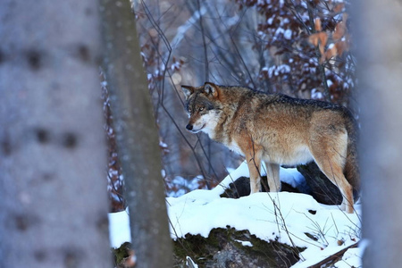 犬狼疮狼在冬天自然。国家公园的图片。生活在整个欧洲
