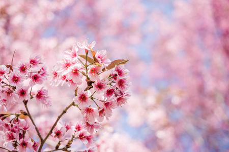 泰国粉红色樱花花
