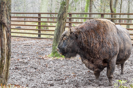 Bialowieski 国家公园野牛