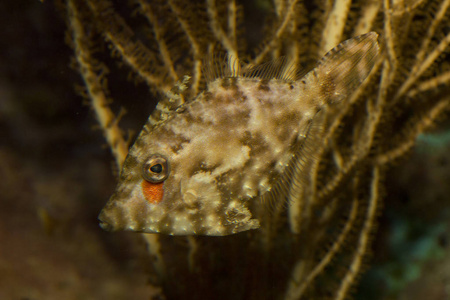 bristle尾部文件鱼acreichthys tomentosus。