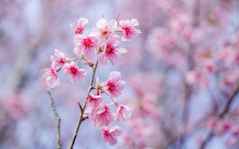 泰国粉红色樱花花