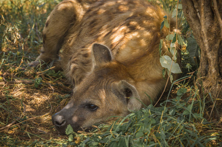 肯尼亚马赛马拉的红鬣狗