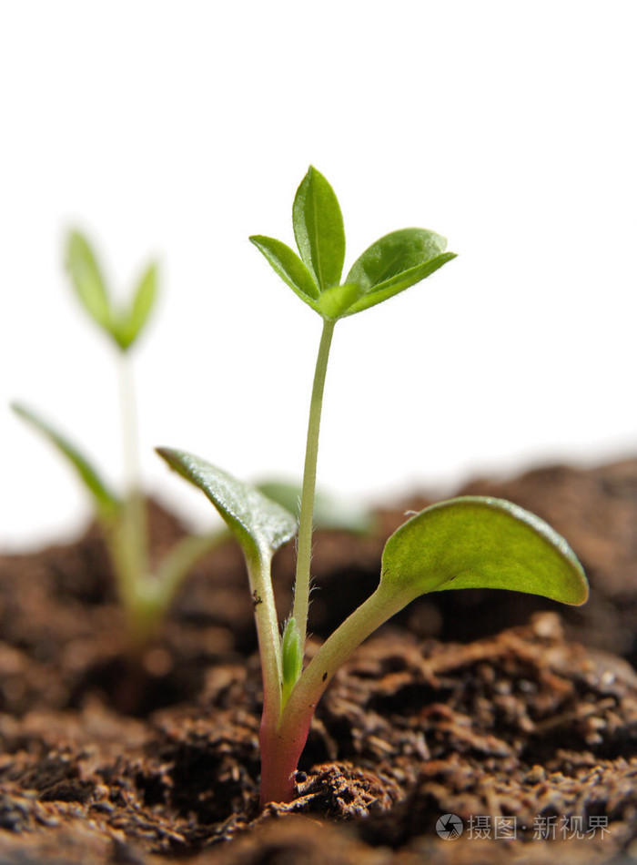 种子生长的植物卢平花