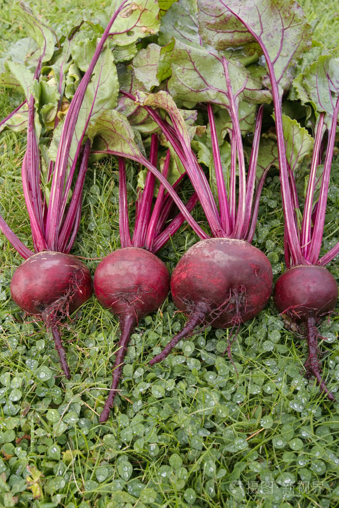 新鲜采摘的甜菜根蔬菜