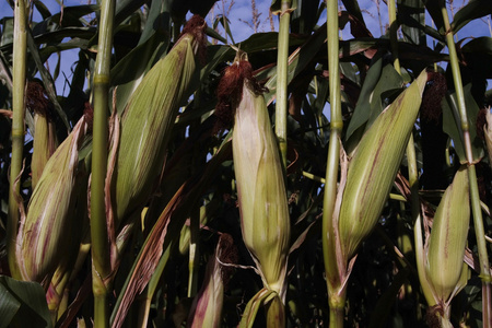 在农村种植成熟的玉米