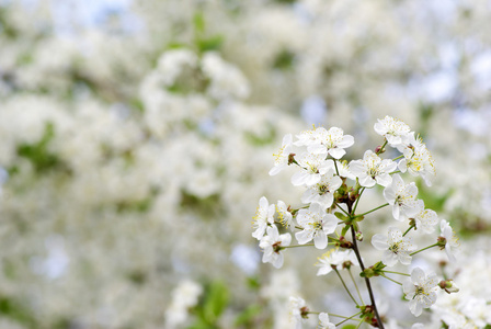 尤指果树的花 blossom的名词复数  花丛，花簇