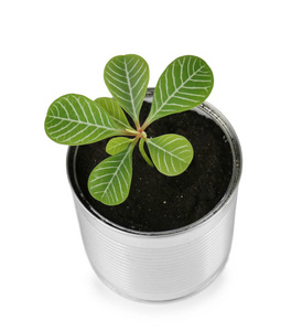 铝罐在白色背景下用作生长植物的容器