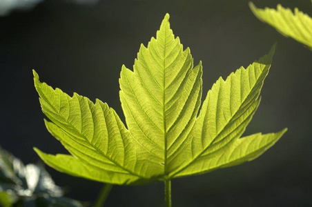 枫叶宏 pseudoplatanus 的年轻假期