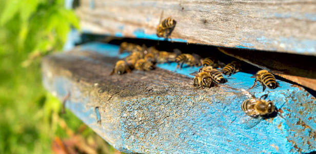生活的工蜂。蜜蜂将蜂蜜