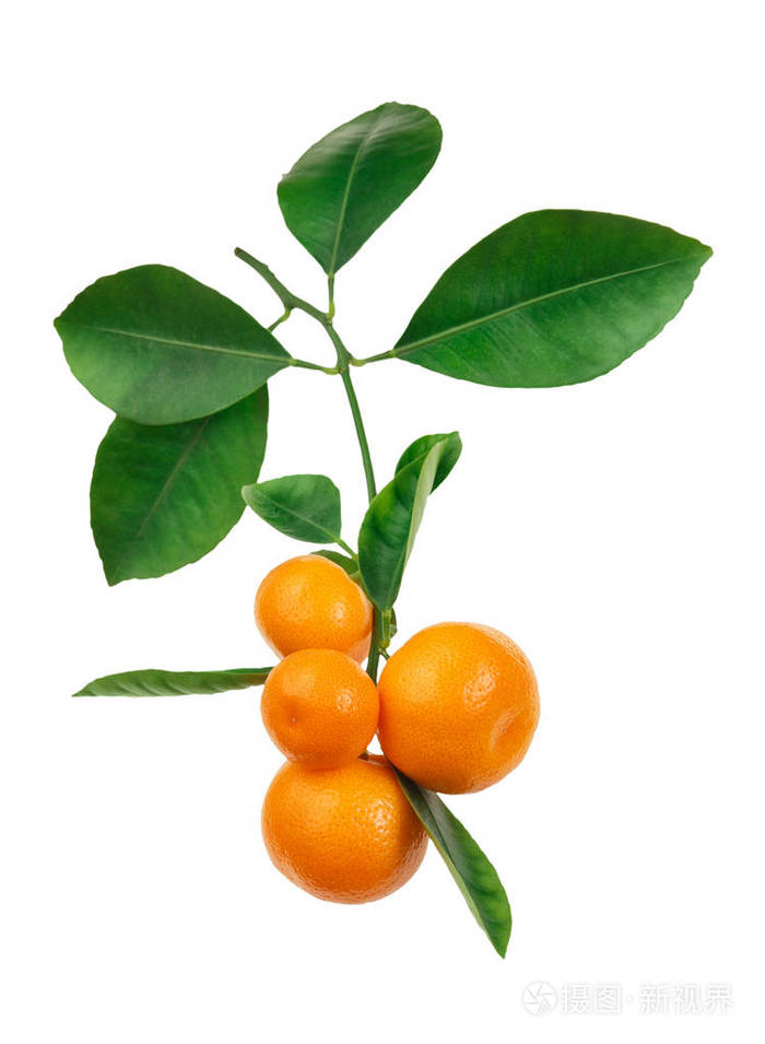 树枝上的橘子在白色