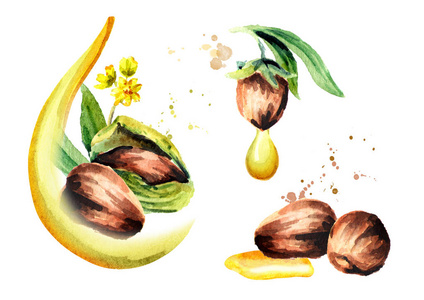 荷荷巴油植物图片-荷荷巴油植物素材-荷荷巴油植物插画-摄图新视界