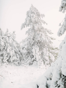 森林里的冬天树木覆盖着新鲜的雪。圣诞节的时候许多雪在树