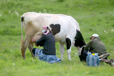 村民用手挤牛奶照片