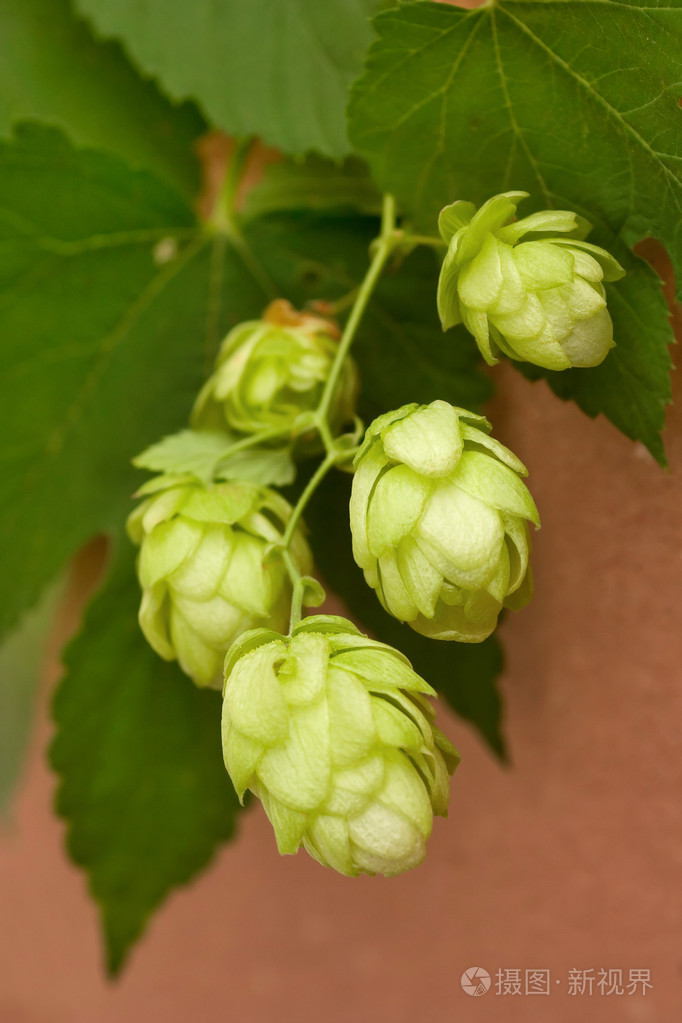 啤酒花的分支