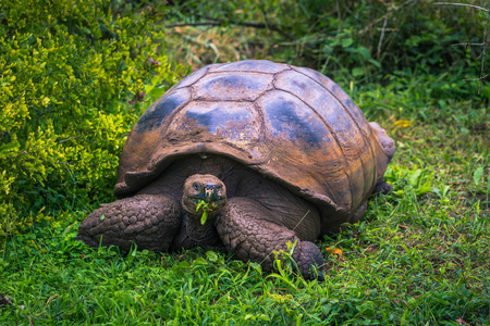 巨岛加拉巴哥群岛-2017 年 7 月 22 日: 巨龟在圣克鲁兹岛的 el chato