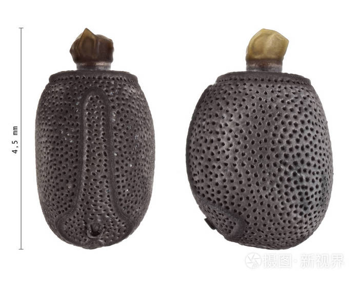 acrophyllawueifingi棒虫蛋