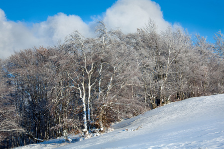 第一冬雪和山毛榉林图片