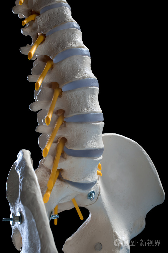 人类脊柱jpg