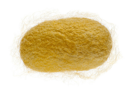 蚕被家蚕茧照片