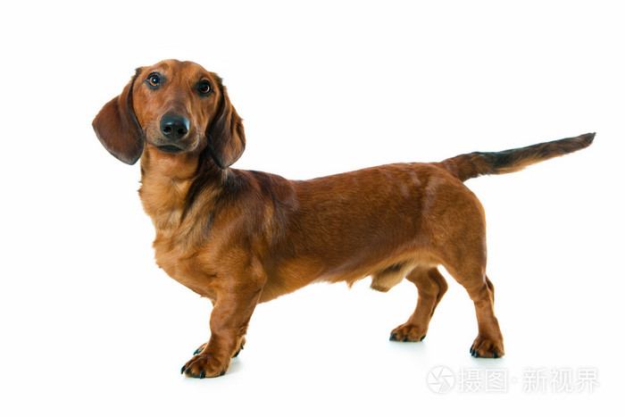 达克斯狗一种短腿长身的德国种猎犬照片-正版商用图