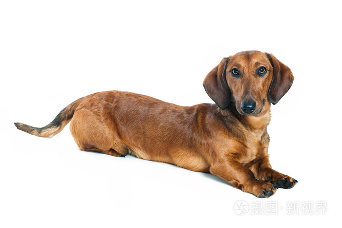 达克斯狗 一种短腿长身的德国种猎犬 照片 正版商用图片03en98 摄图新视界