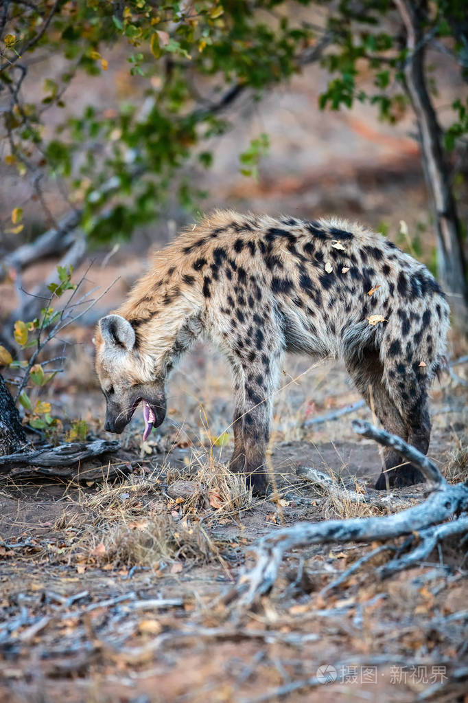 野生动物园的鬣狗