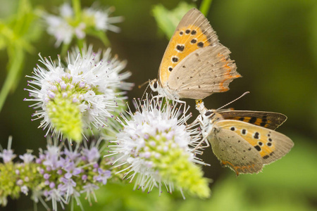 小铜或普通铜蝶, Lycaena phlaeas, 