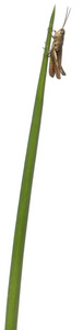 蚱蜢，蒙塔努斯雏蝗属植物茎在白色背景上