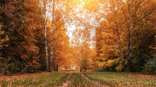美丽的秋天公园。绿叶在青草上。在森林中的秋天的一天。橙色明亮的背景