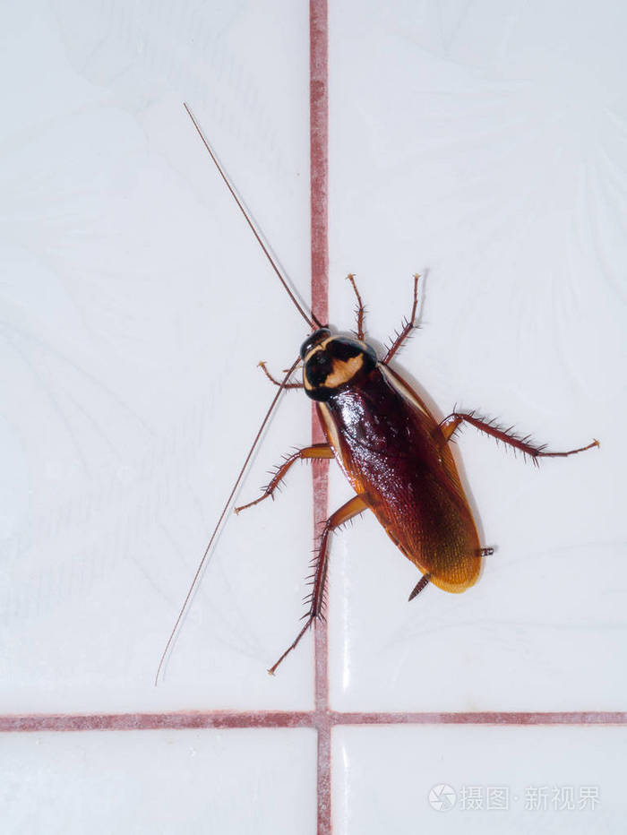 把蟑螂关在墙上