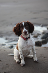 在沙滩上工作的英国猎犬