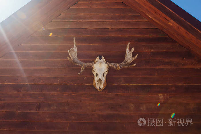 一只驼鹿的头骨在木屋的正面