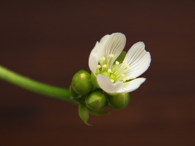 扦插白花