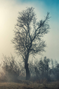 在雾天的白色背景树