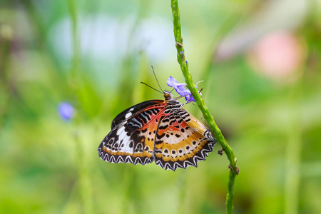 红蛉 Cethosia bilbis 热带蝴蝶在收费上休息