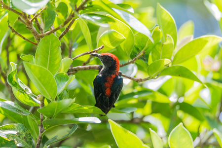 鸟 猩红支持的 Flowerpecker 自然野生