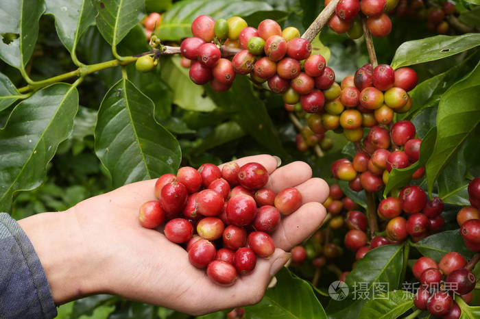 红色浆果咖啡豆农学家手上的特写