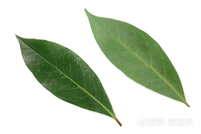 月桂叶在白色背景上分离 新鲜的月桂树叶 顶部视图照片 正版商用图片03eyu0 摄图新视界 月桂叶在白色背景上分离 新鲜的月桂树叶 顶部视图照片 正版商用图片03eyu0 摄图新视界